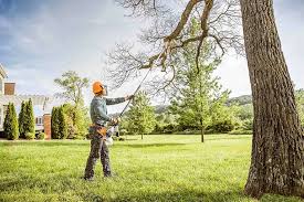 Best Tree Risk Assessment  in Connellsville, PA